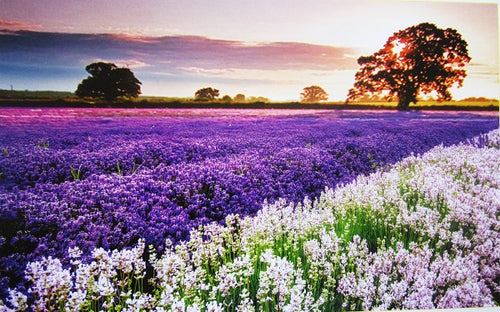 Lavender Puzzle